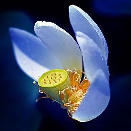 《星露谷物语》发布修复补丁 多处游戏崩溃问题获解决